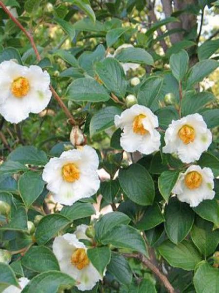 Stewartia pseudocamellia