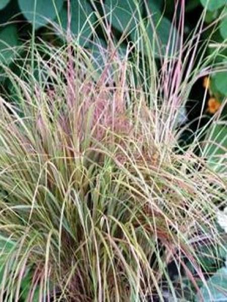 Stipa arundinacea 'Sirocco'