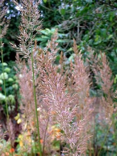 Stipa brachytrichum