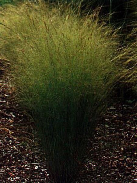 Stipa tenuissima 'Pony Tails'