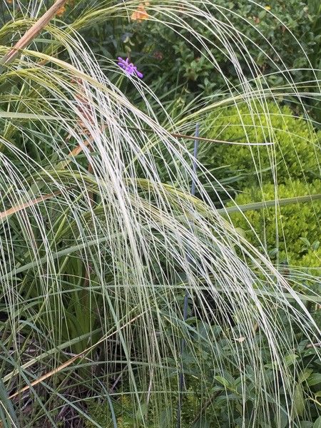 Stipe cheveux d'ange