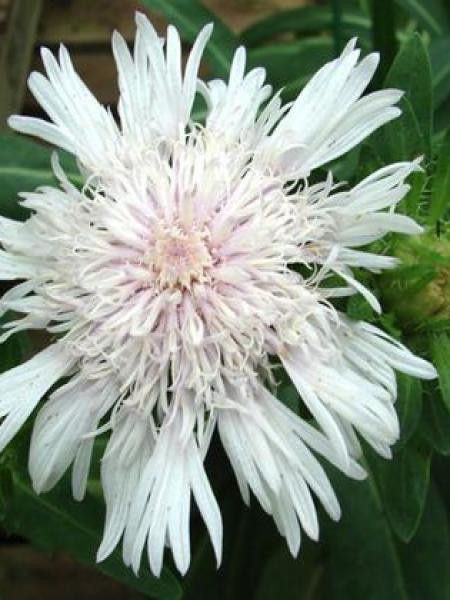 Stokesia laevis 'Alba'