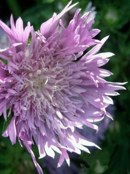 Stokesia laevis 'Elf'