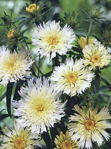 Stokesia laevis 'Mary Gregory'