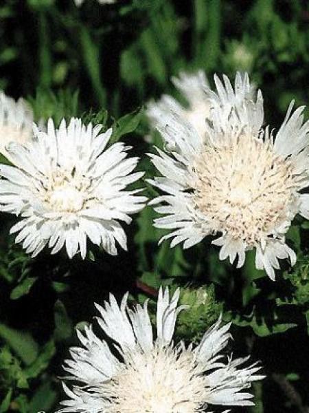 Stokesia laevis 'Träumerei'