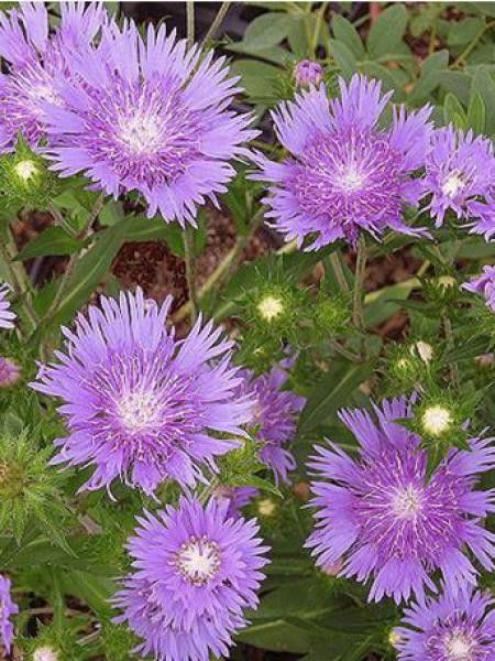 Stokesia laevis 