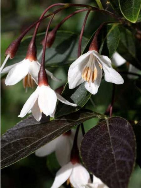 Styrax japonica 'Evening light'