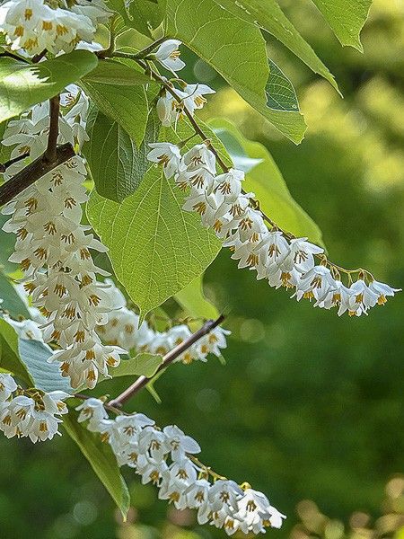 Styrax obassia