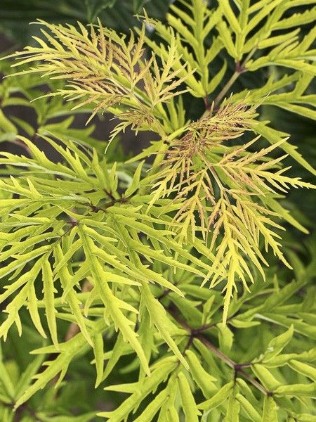 Sureau à grappes 'Lemony Lace'