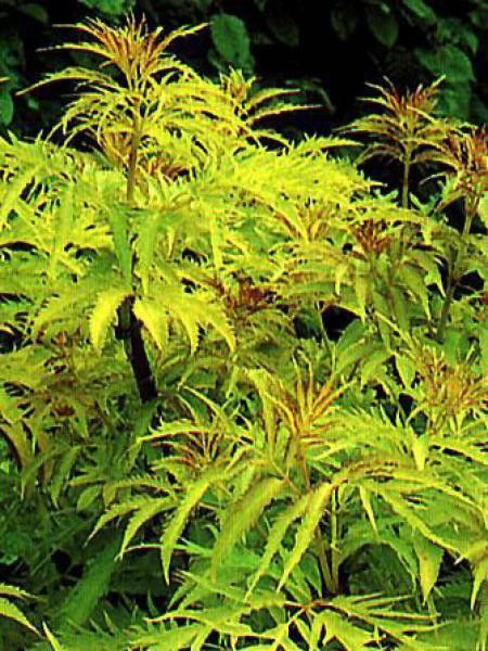 Sureau à grappes 'Sutherland Gold'