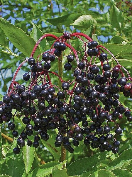 Sureau noir 'Haschberg'