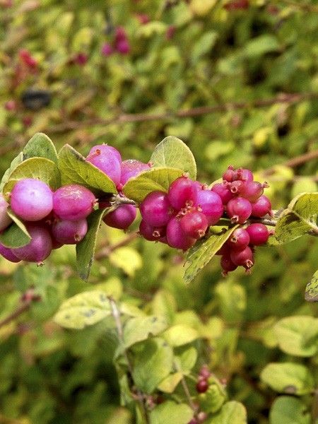 Symphorine de Chenault 'Brain De Soleil'