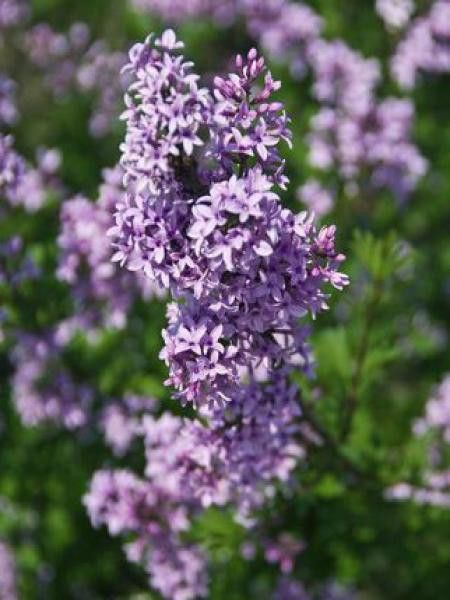 Syringa x persica 'Laciniata'