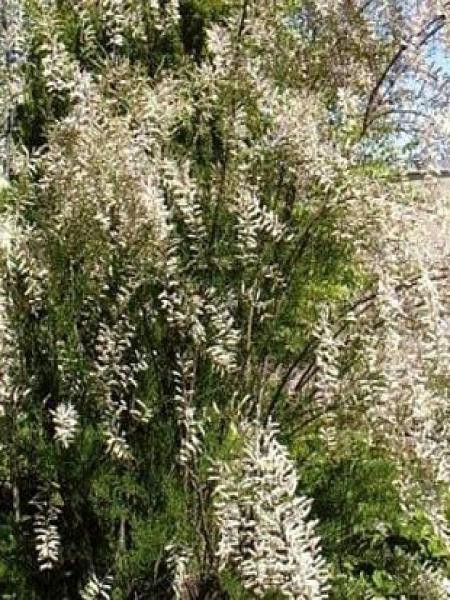 Tamaris d'été 'Hulsdonk White'®