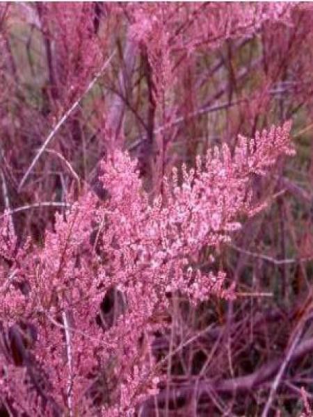 Tamaris d'été 'Rubra'