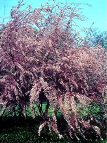 Tamaris de printemps