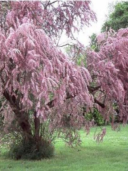 Tamaris parviflora