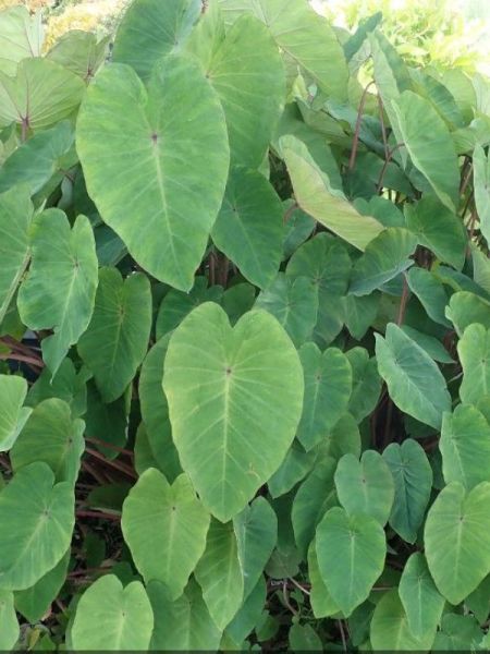 Taro, Madère, Chou-Chine 'Pink China'