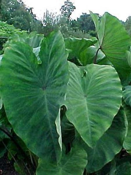Taro, Madère, Chou-Chine