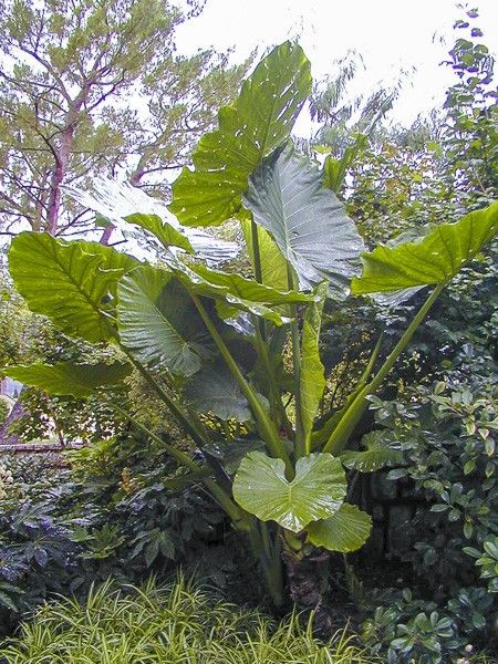 Taro