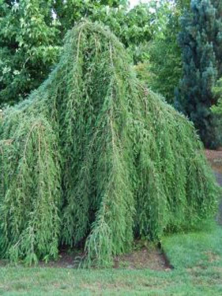 Taxodium distichum 'Cascade Falls'