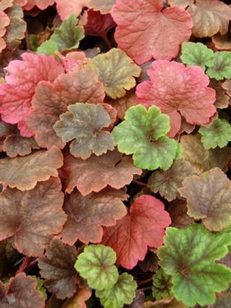 Tellima grandiflora 'Forest Frost'