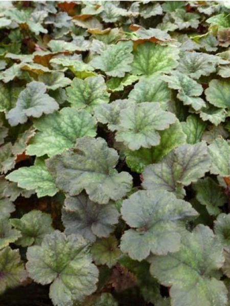Tellima grandiflora 'Moorblut'