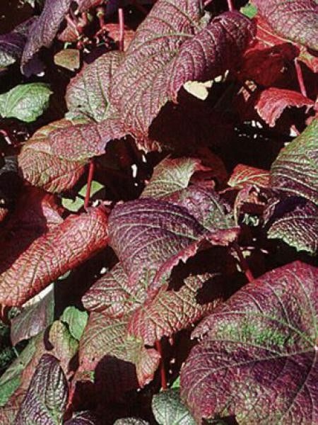 Tellima grandiflora 'Rubra'