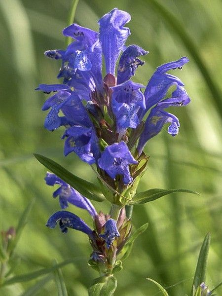 Tête de dragon ruyschiana