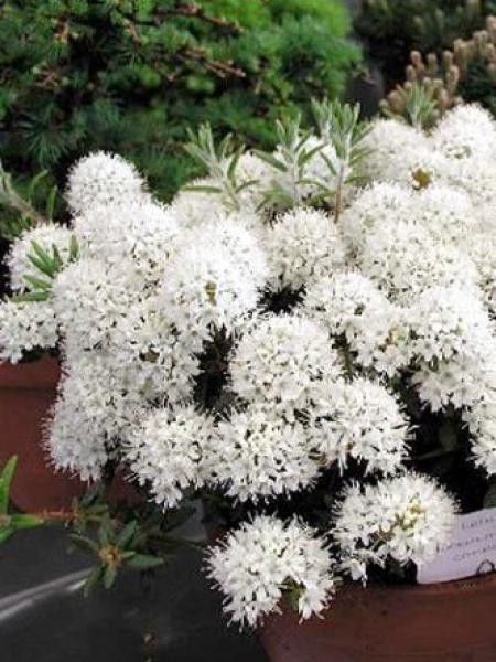 Thé du Labrador 'Compactum'