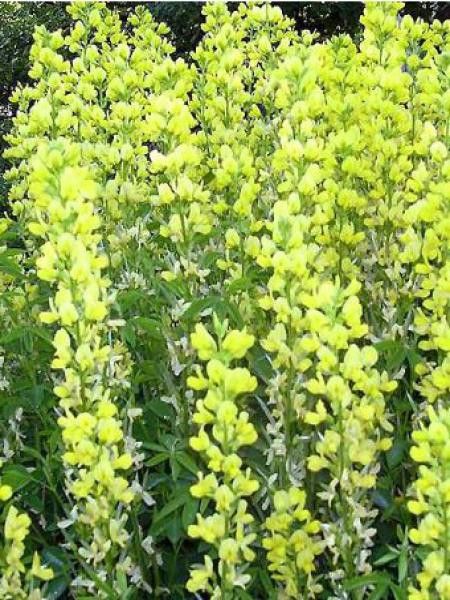 Thermopsis lanceolata 