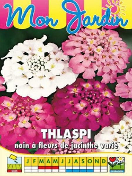 Thlaspi nain à fleurs de jacinthe varié