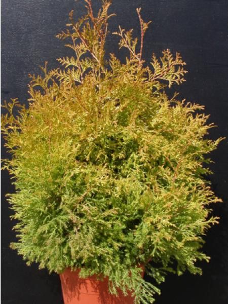 Thuja occidentalis 'Yellow Ribbon'