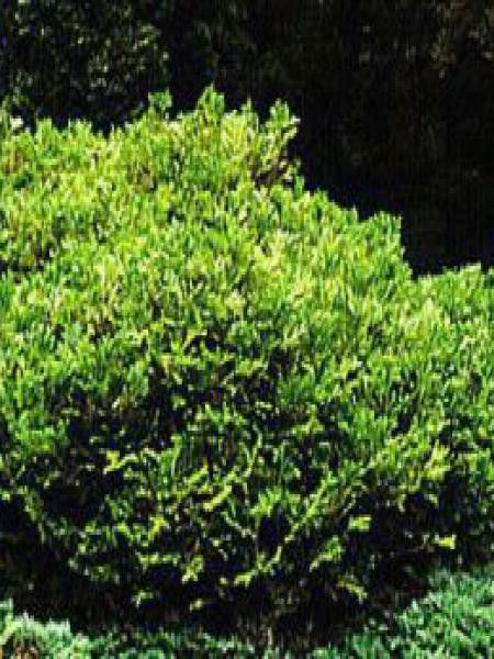 Thujopsis dolobrata 'Nana'