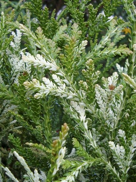 Thujopsis 'Variegata'