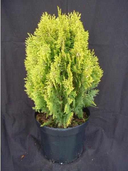 Thuya d'Orient doré