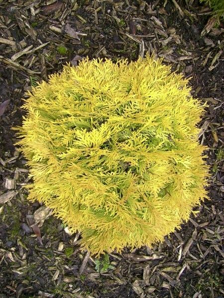 Thuya du Canada 'Amber Glow'