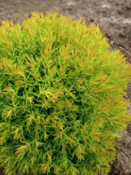 Thuya du Canada 'Anniek'