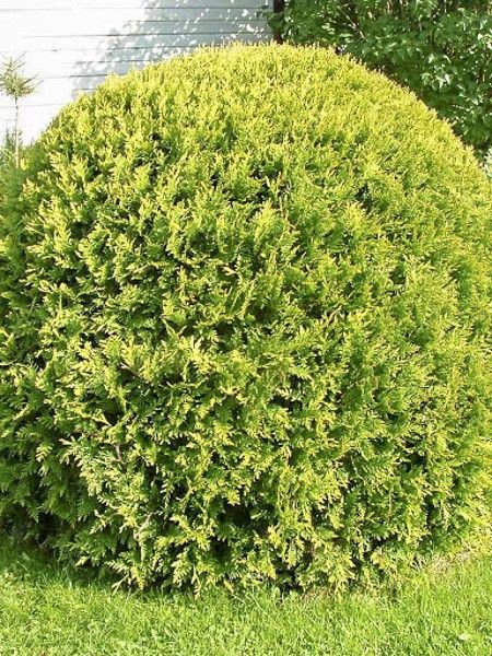 Thuya du Canada 'Danica Aurea'