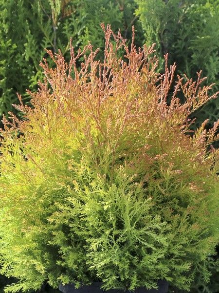 Thuya du Canada 'Fire Chief'