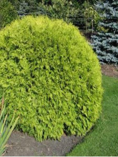Thuya du Canada 'Golden Globe'