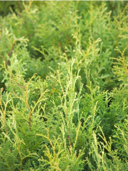 Thuya du Canada 'Kordes'