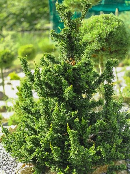 Thuya du Canada 'Maloyana Holub'