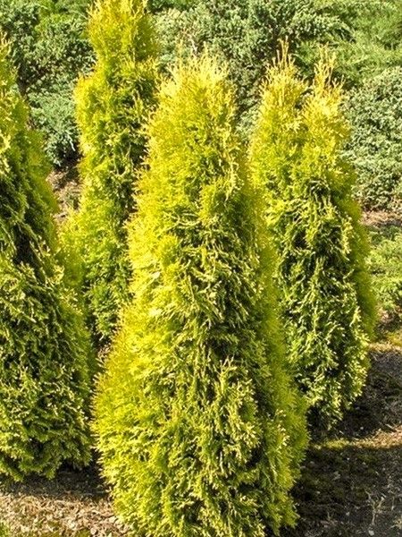 Thuya du Canada 'Salland'