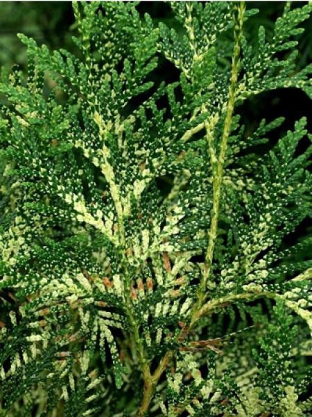 Thuya du Canada 'Semperaurea'