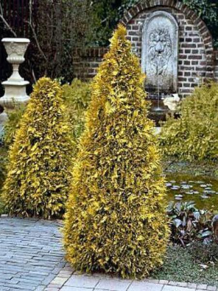 Thuya du Canada 'Sunkist'