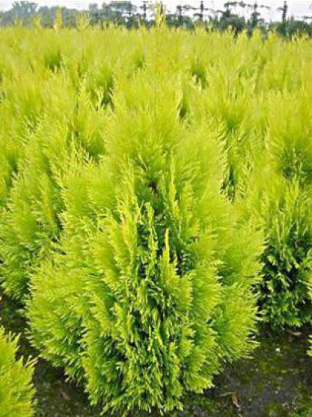 Thuya géant '4 Ever Goldy'®