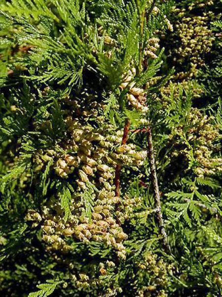 Thuya géant 'Atrovirens'