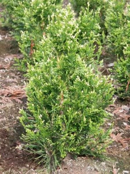 Thuya géant 'Can-Can'