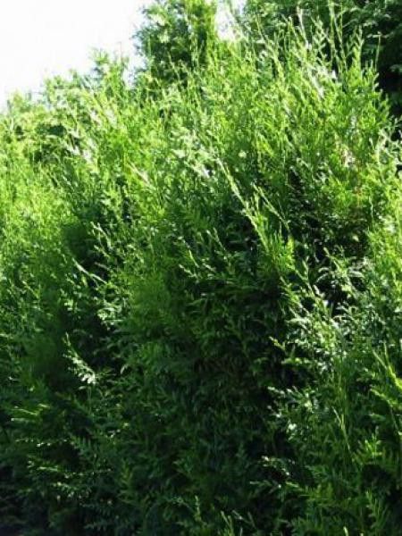 Thuya géant 'Martin'